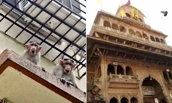 পুজো দিতে গিয়ে বাঁদরের দাপটে ২০ লক্ষের সঙ্কট! বৃন্দাবনে অভিজ্ঞতা অভিষেক-দম্পতির