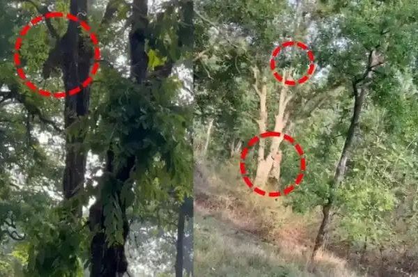“বাঁচতে হলে লাফ দাও!”—পেঞ্চের জঙ্গলে চিতাবাঘ বনাম বাঘের থ্রিলার