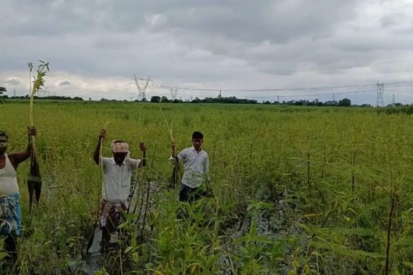 ছাইয়ের স্রোতে ভেসে যাচ্ছে স্বপ্ন, কৃষকহীনতার পথে ফরাক্কার গ্রামগুলি